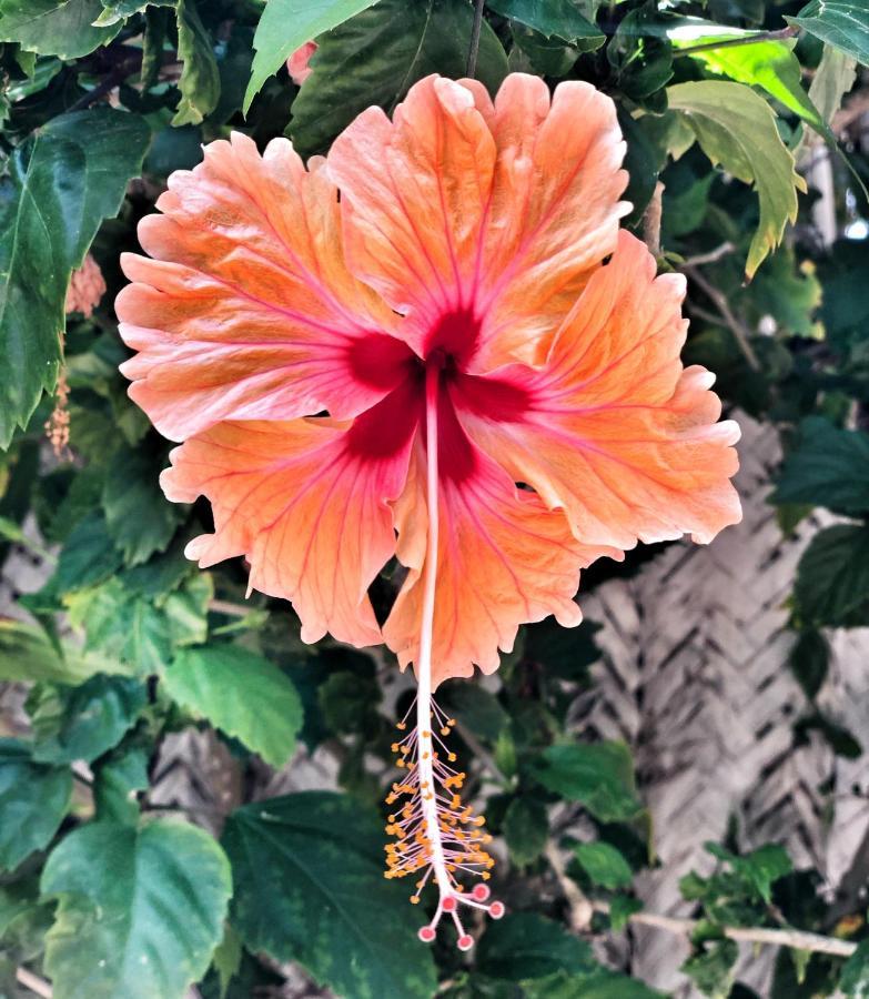 فندق Pole Pole Boutique House نونغوي المظهر الخارجي الصورة